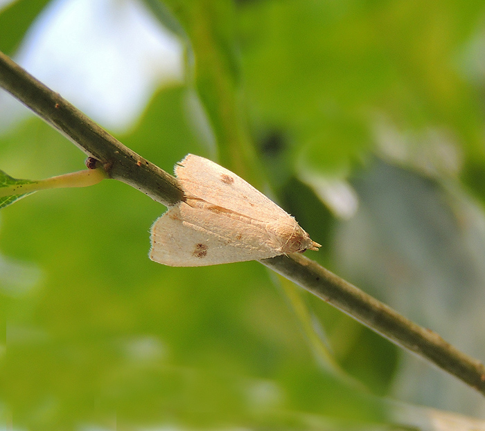 Maradana fuscolimbalis  - Pyralidae ?  No, Rivula sericealis - Erebidae